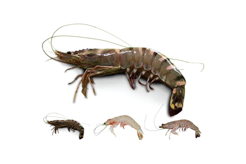 Balck Tiger Shrimps